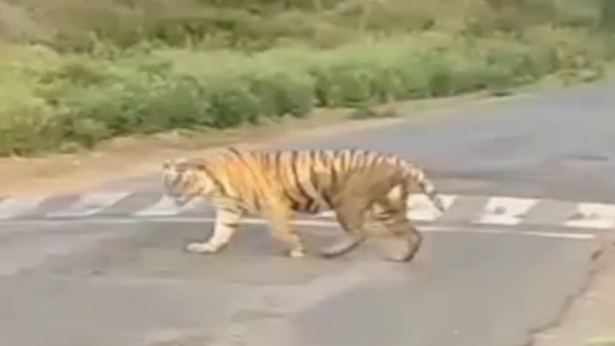 tigress ST 9 reached alwar Jaipur road