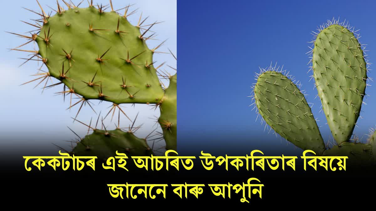 Know Amazing Health Benefits Of Cactus