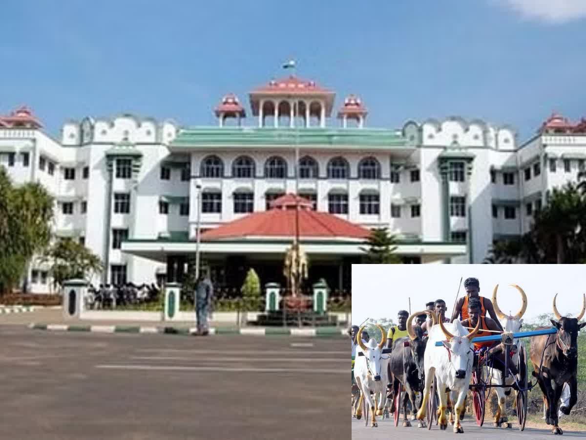 பாரம்பரிய நிகழ்வுகளுக்கு காவல்துறை அனுமதி வழங்கலாம்- உயர்நீதிமன்ற மதுரை கிளை, high-court-madurai-branch-order-to-give-permission-for-bullock-cart-race-to-be-held-in-tanjore