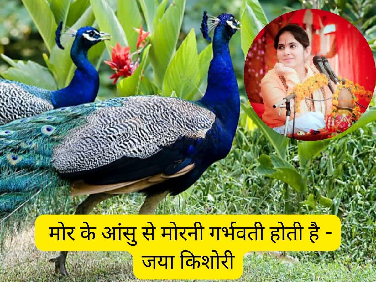 Jaya Kishori Peahen Pregnancy Statement मोर के आंसू पीकर गर्भवती होती है मोरनी जानिये जया