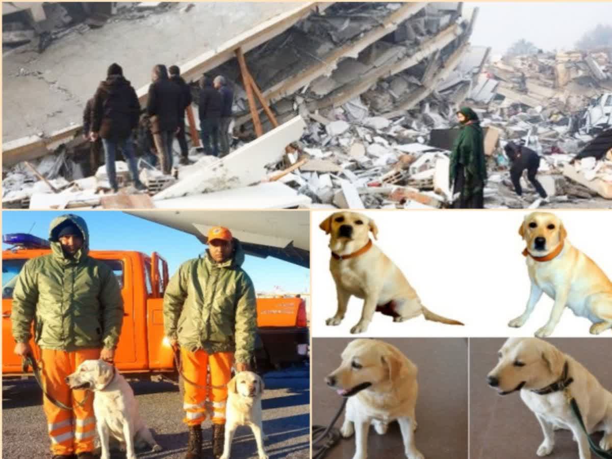 துருக்கி நிலநடுக்கங்கள் : மோப்ப நாய்களுடன் மீட்புப்படையை அனுப்பிய இந்தியா!, julie-romio-among-4-member-dog-squad-engage-in-rescue-ops-in-quake-hit-turkey