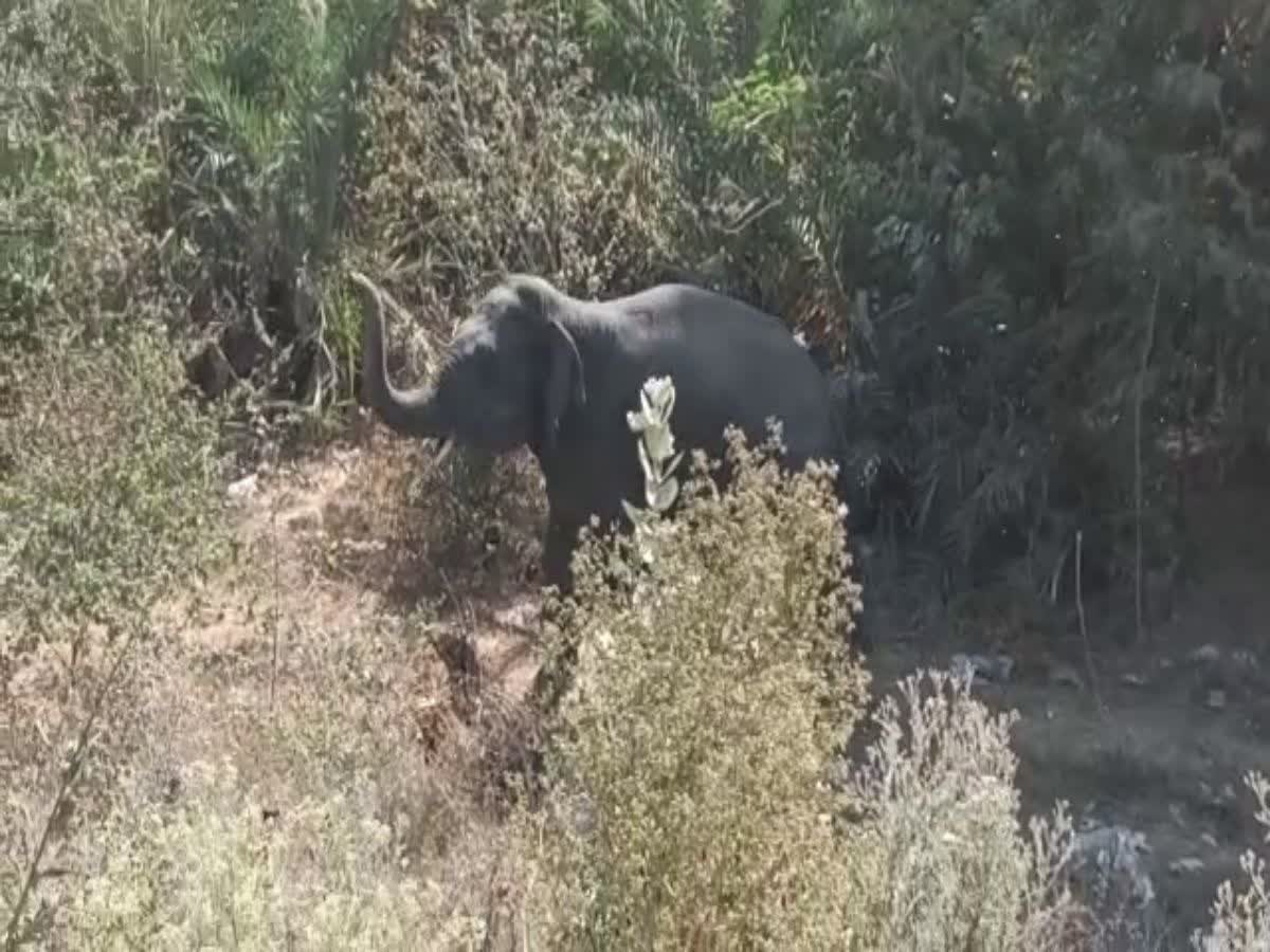 Elephant Attack in Hazaribag