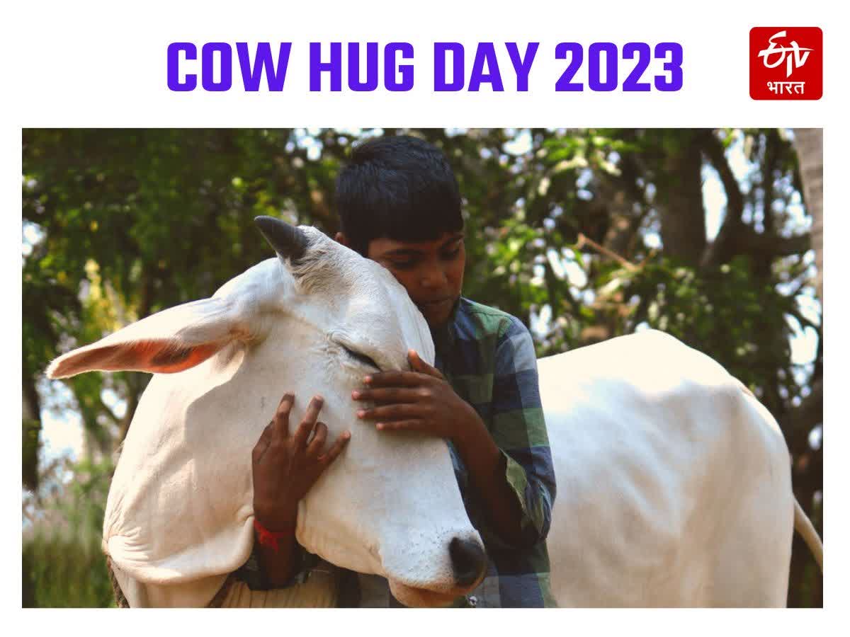 Cow Hug Day सोशल साइट्स पर कर रहा है ट्रेंड जानें क्या है मामला