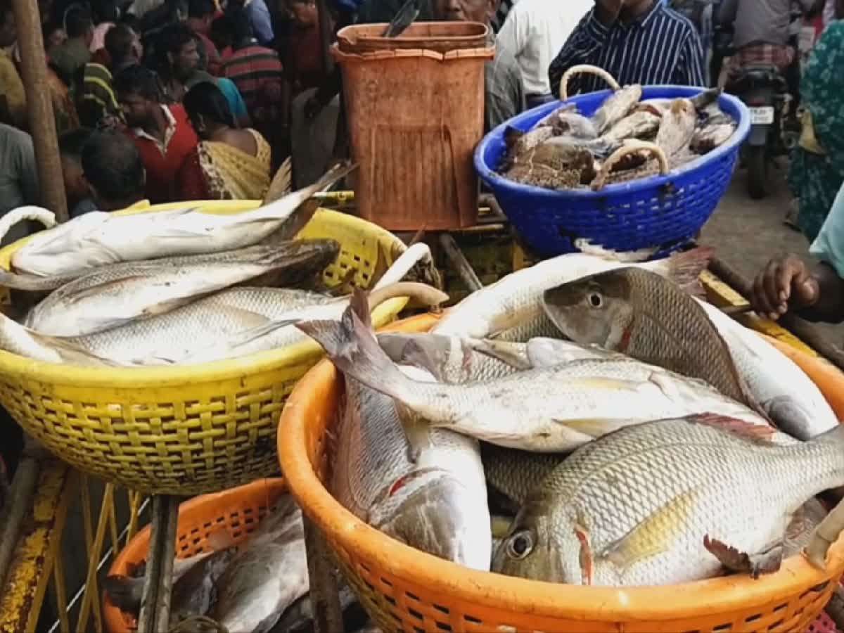 தூத்துக்குடியில் மீனவர்கள் வேலை நிறுத்தம் காரணமாக மீன்களின் விலை அதிகரிப்பு, fish-prices-rise-due-to-barge-strike-in-tuticorin