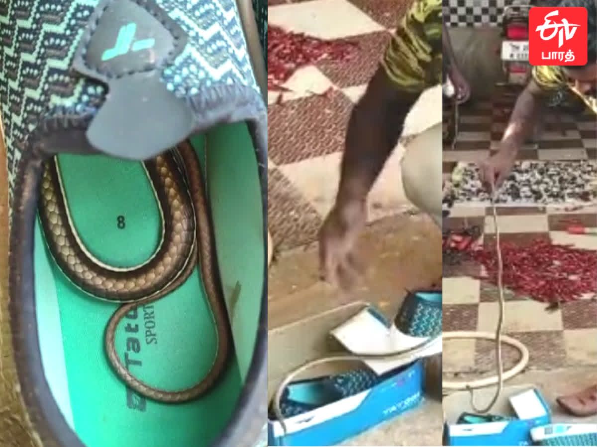 ஷூவில் பதுங்கியிருந்த பாம்பு - வைரல் வீடியோ!, a-snake-lurking-in-shoe-of-school-child-near-sankarankoil-caused-a-stir