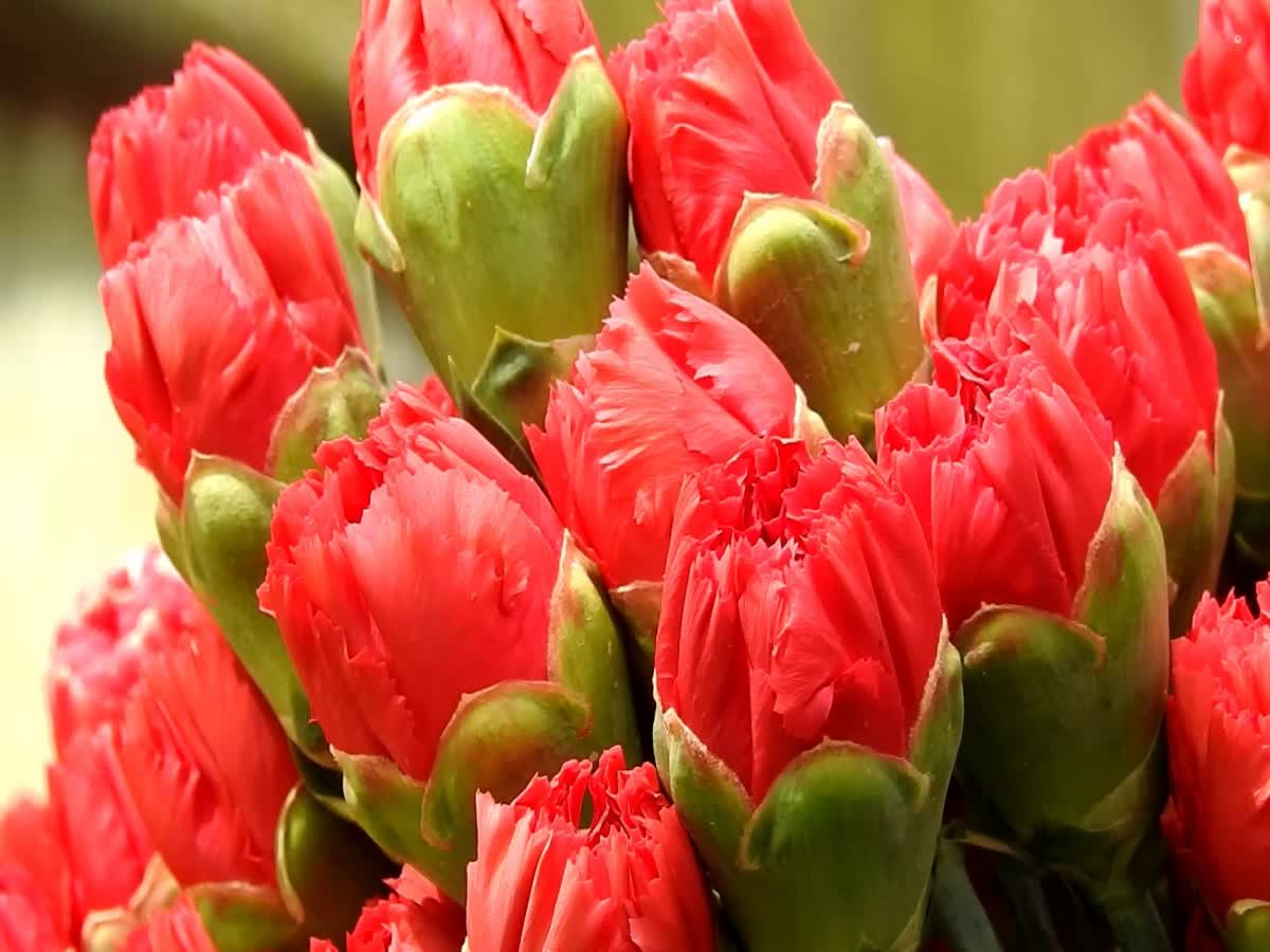 Valentines Day: கொடைக்கானலில் கார்னேஷன் பூக்களின் விலை அதிகரிப்பு!, carnation-flower-price-increase-at-kodaikanal-on-valentines-day