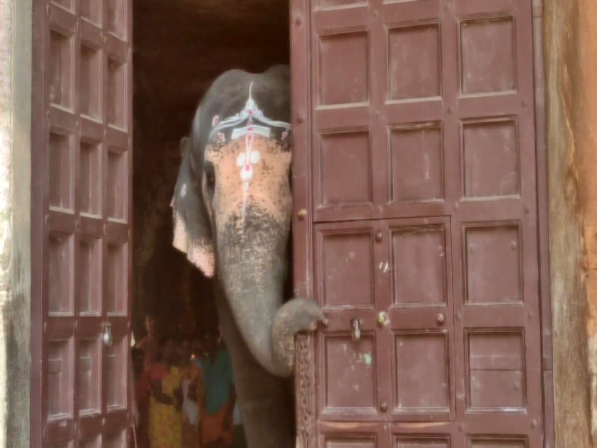 'நான் தான் கதவை திறப்பேன்' - அடம்பிடித்த அகிலா யானையின் க்யூட் வீடியோ!, tiruvanaikovil-arulmigu-jambukeswarar-akilandeswari-temple-elephant-akila-video
