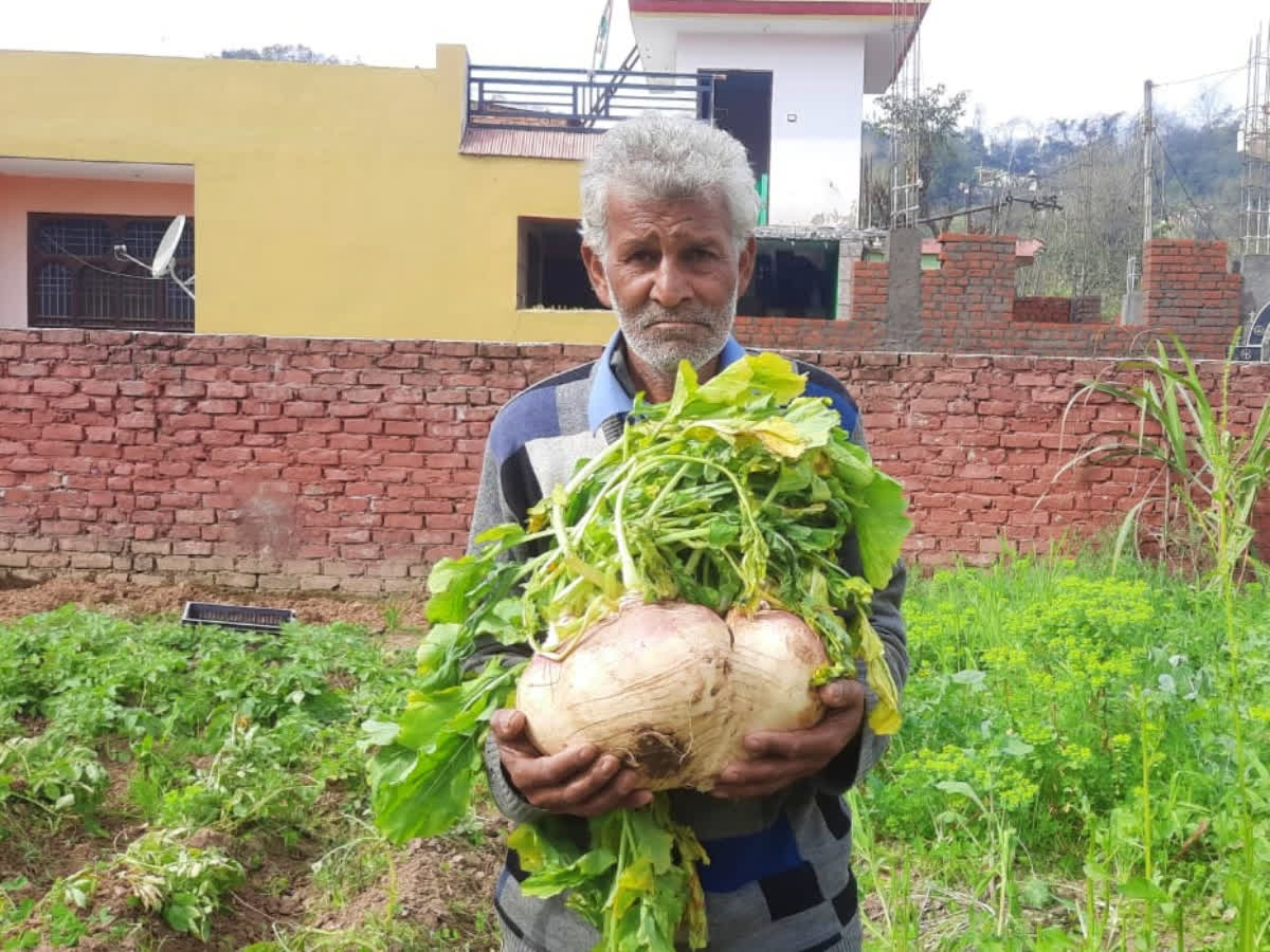 Indian farmer grows giant turnip weighing 7 kgs, says he'll preserve it