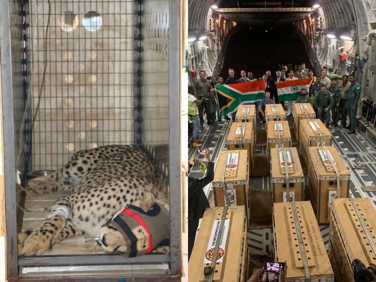 தென்னாப்பிரிக்காவில் இருந்து 12 சிவிங்கி புலிகள் இந்தியா வருகை!, 12-cheetahs-from-south-africa-lands-at-madhya-pradesh-gwalior-airport