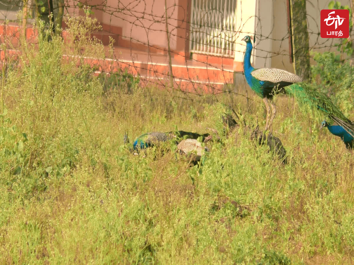 Video: உணவைத் தேடி தருமபுரி நகர் பகுதிக்கு படையெடுத்த மயில் கூட்டம்!, a-video-of-huge-number-of-peacock-entered-for-food-in-dharmapuri-town-area