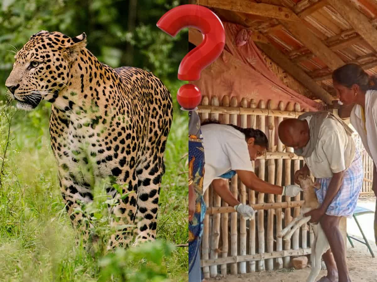 கரூரில் மர்ம விலங்கு தாக்கி 6 ஆடுகள் பலி: சிறுத்தையா என அச்சத்தில் மக்கள்!, six-sheep-killed-in-mysterious-animal-attack-near-karur