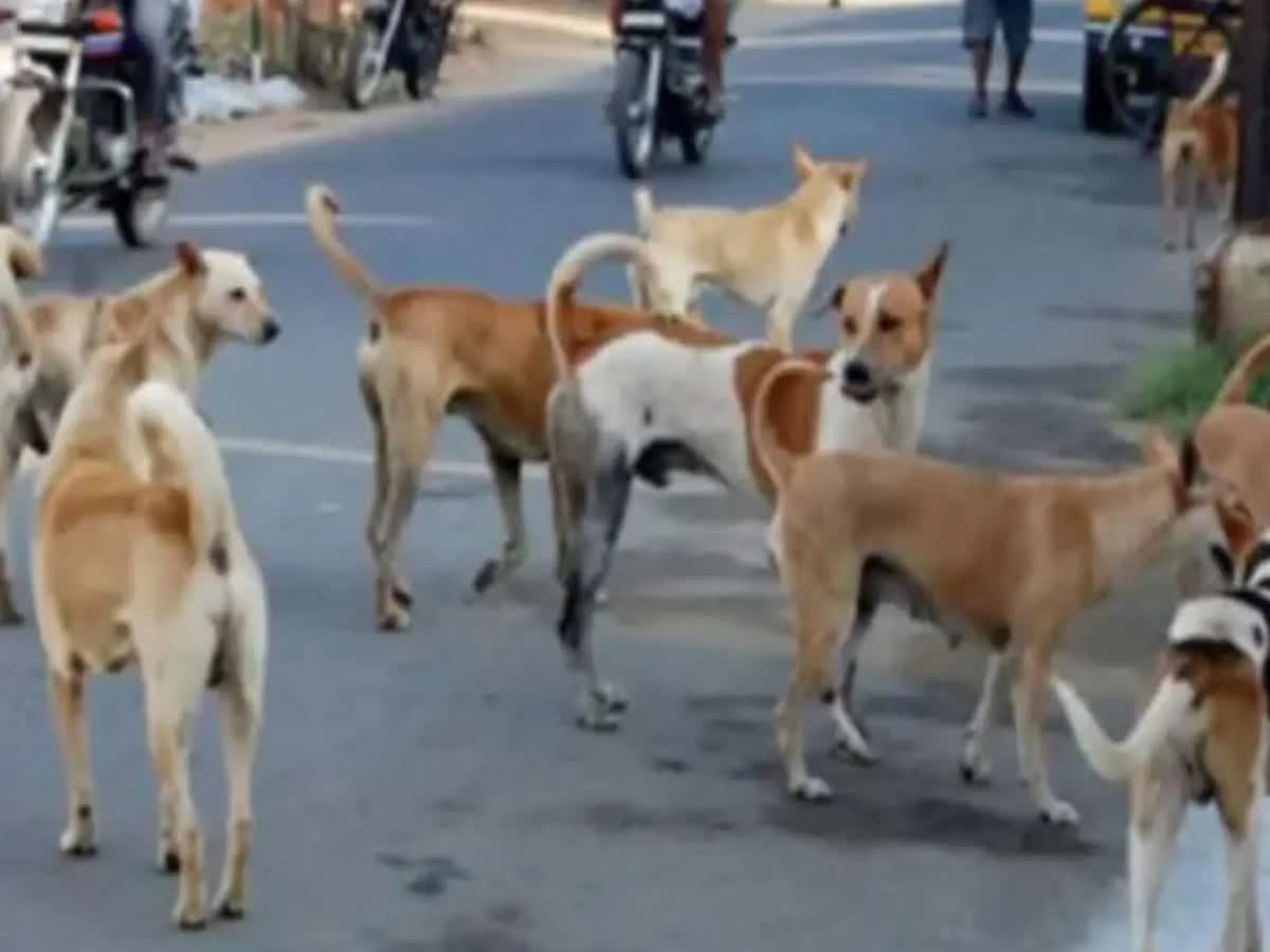 Video: தெருநாய்கள் தாக்கியதில் 4 வயது சிறுவன் பலி!, a-4-yrs-old-boy-was-killed-in-stray-dogs-attack-in-hyderabad