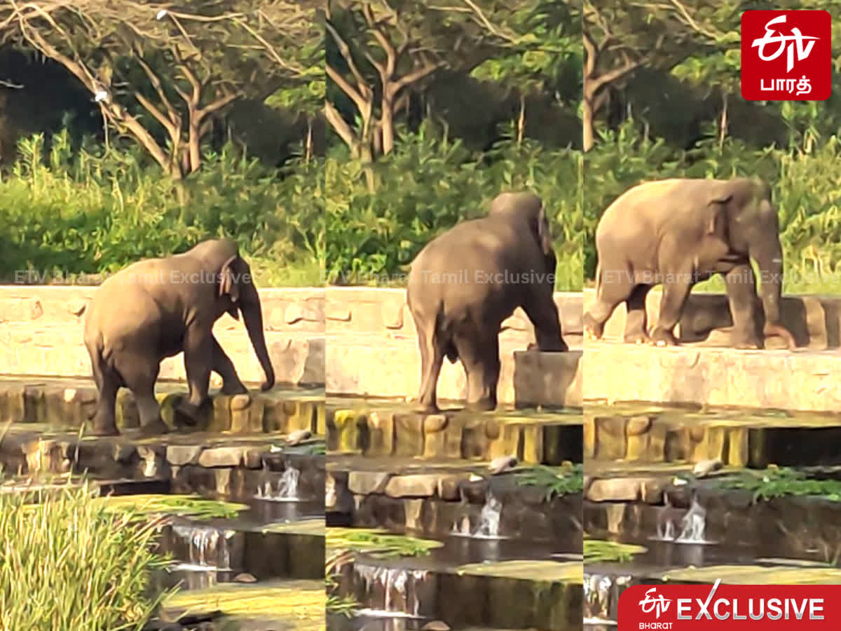 ஆகா மெல்ல நட மெல்ல நட! கோவை மக்னா யானையின் பிரத்யேக போட்டோஸ்!, exclusive-photos-of-coimbatore-magna-elephant
