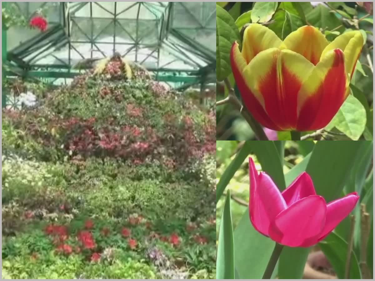 காஷ்மீர் போல் இனி ஊட்டியிலும் துலிப் மலர் கண்காட்சி!, tulip-flower-exhibition-soon-in-ooty-like-kashmir