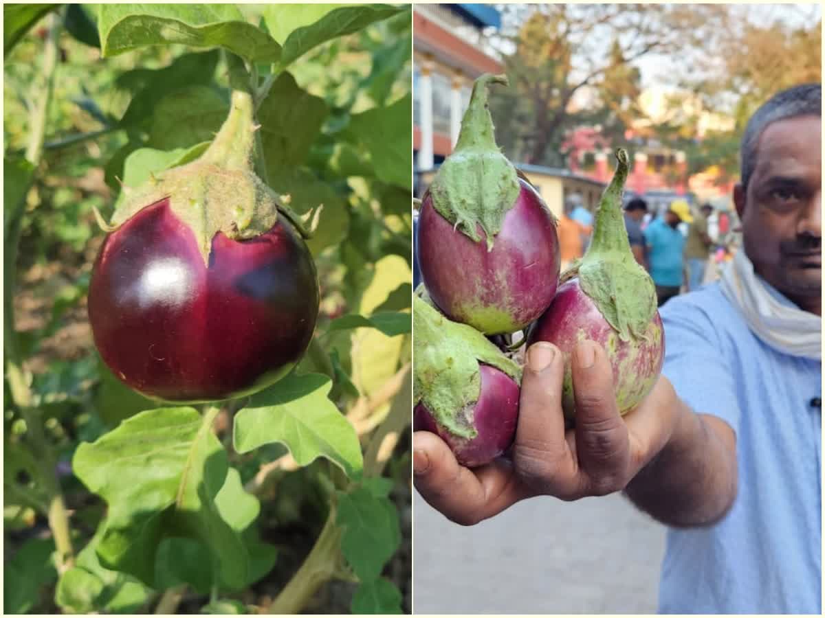 வேலூரின் பாரம்பரியமான இலவம்பாடி முள் கத்திரிக்காய்க்கு புவிசார் குறியீடு!, vellore-tradition-of-elavambadi-kathirikai-has-been-given-a-geographical-indication