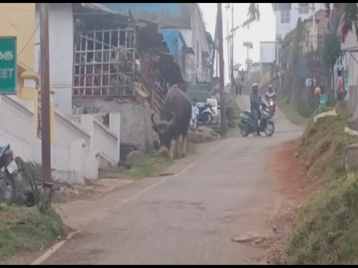குன்னூர் குடியிருப்புப்பகுதிகளில் ஜாலியாக உலா வந்த காட்டெருமை: அச்சத்தில் மக்கள், buffalo-walks-in-residential-areas-of-coonoor