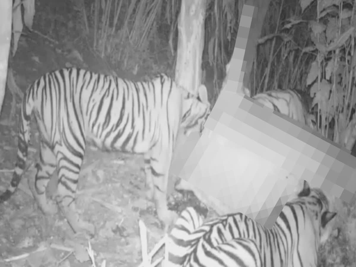 பசு மாட்டை வேட்டையாடிய 3 புலிகள்.. பதைபதைக்க வைக்கும் வீடியோ!, cow-hunted-by-three-tigers-at-vandiperiyar-kerala