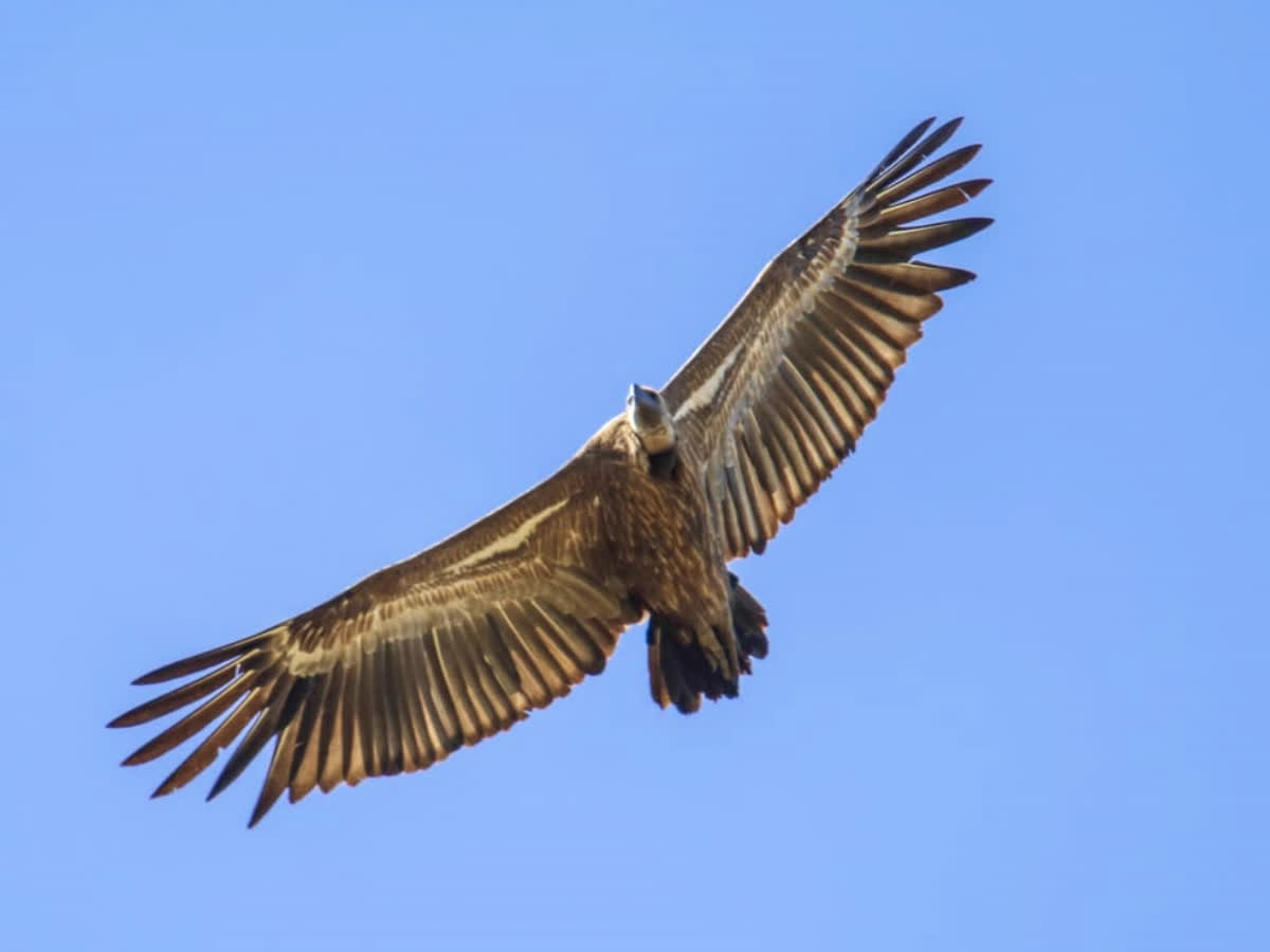 Survey reveals decline in vultures at Bandipur and Nagarhole Tiger ...