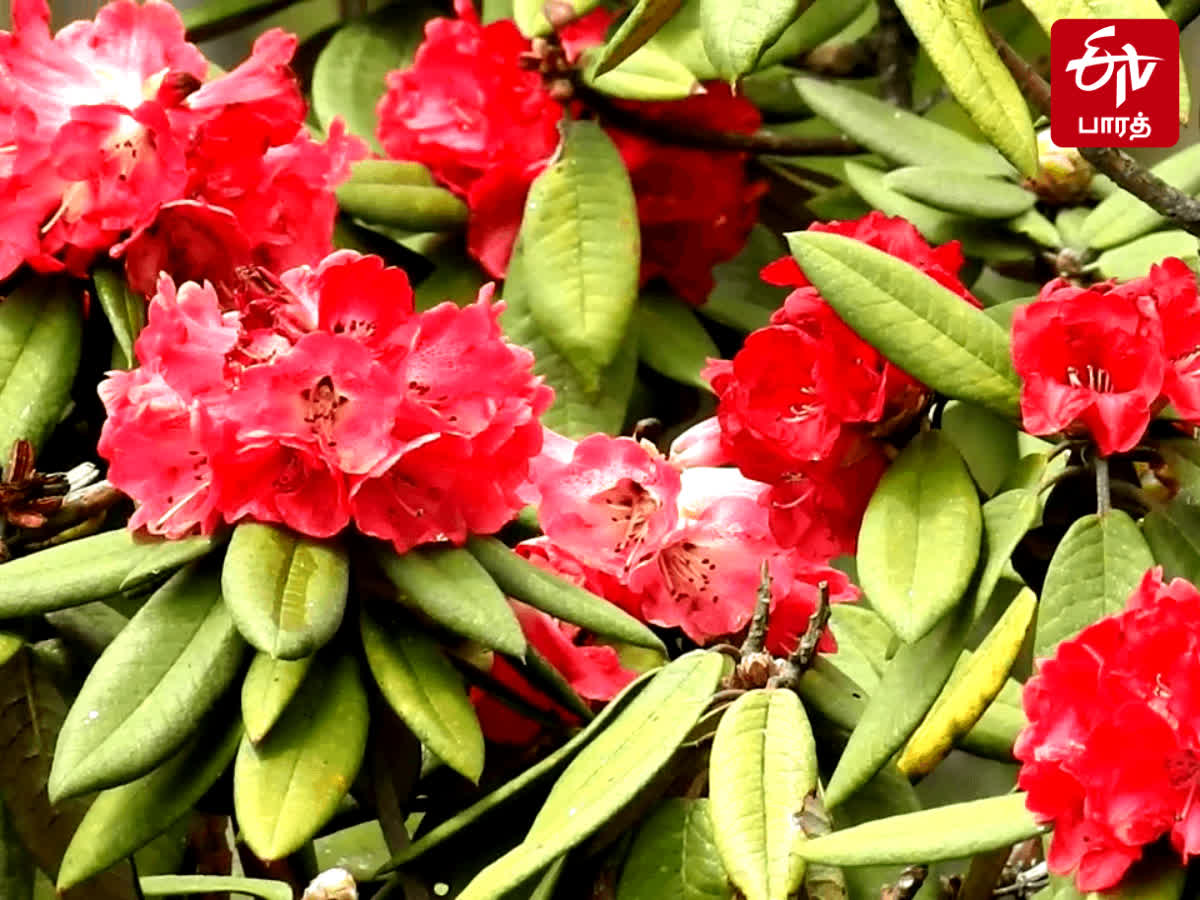 கொடைக்கானலில் பூத்து குலுங்கும் தீ தடுப்பு மலர்கள்!, fire-retardant-artificial-flowers-blooming-in-kodaikanal
