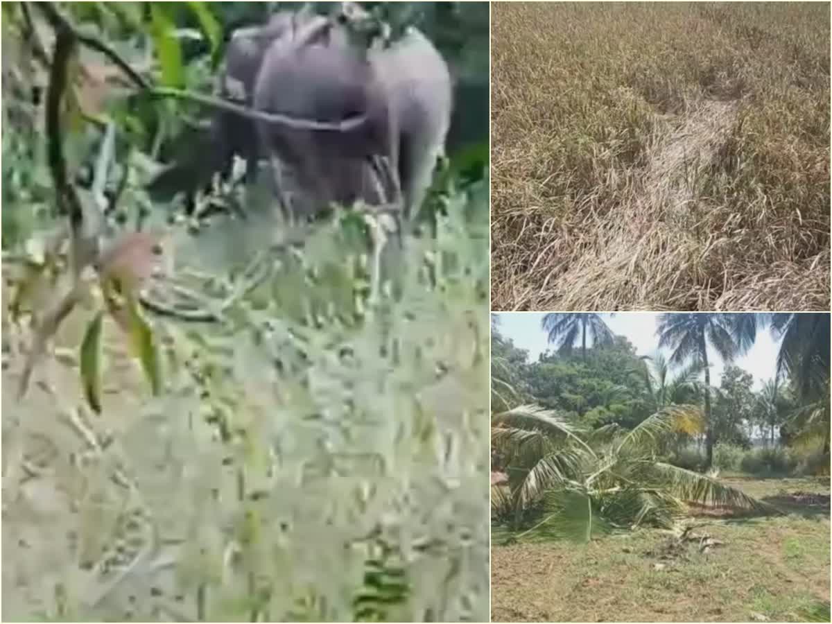 வீடியோ: விளைநிலத்தில் அட்டகாசம் செய்யும் ஒற்றை கொம்பு காட்டு யானை, a-single-horned-wild-elephant-roaring-through-the-farmland-in-tenkasi