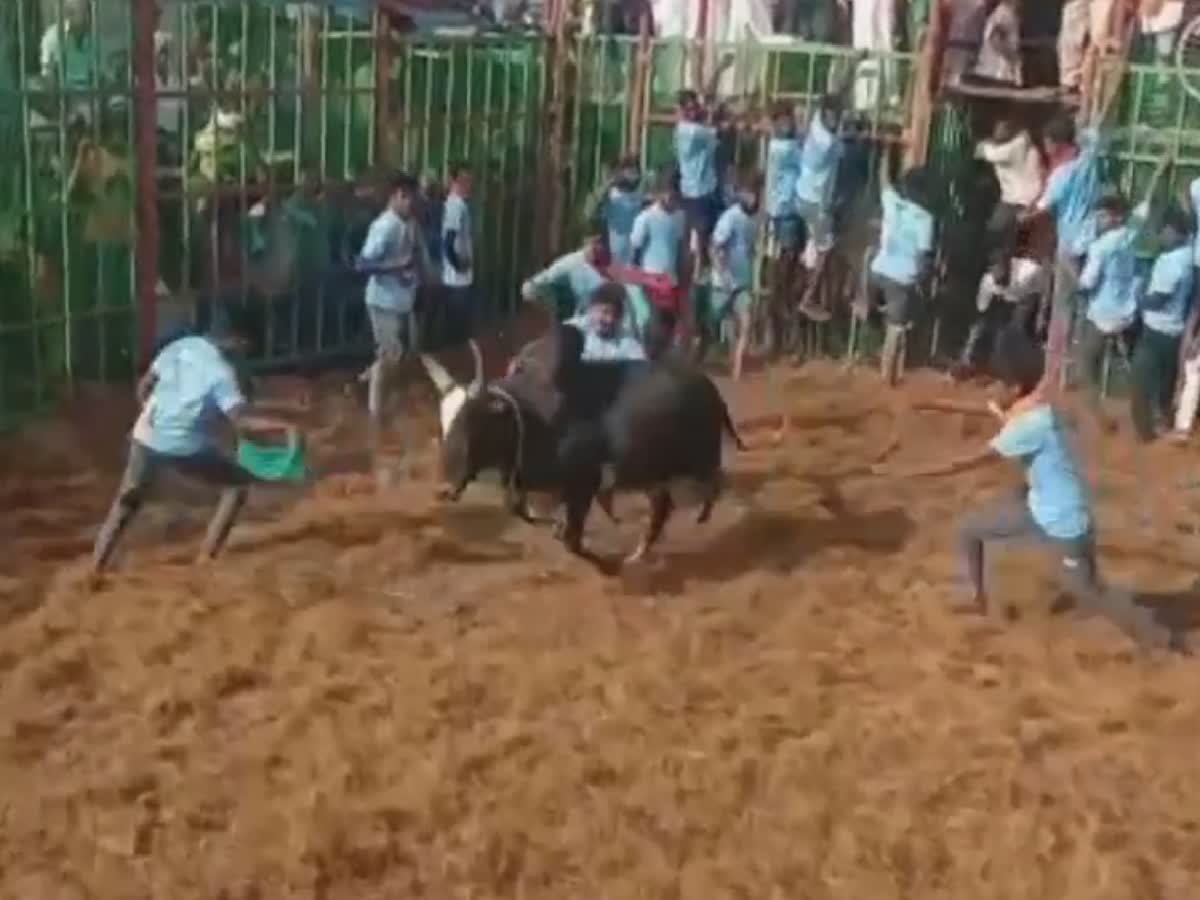 தஞ்சை மாதாக்கோட்டையில் ஜல்லிக்கட்டு போட்டி களைகட்டியது!, jallikattu competition celebrating in thanjavur madhakottai festival