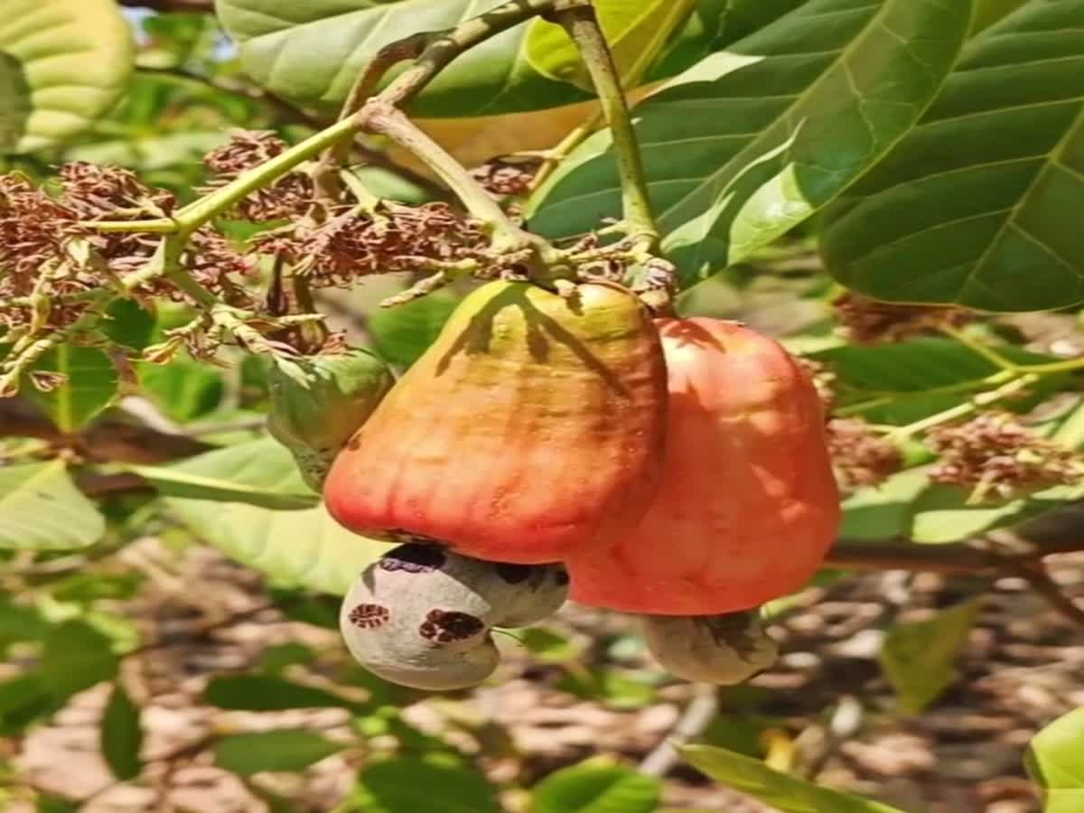 Commercial cultivation of cashew more lucrative than mango in Gujarat's