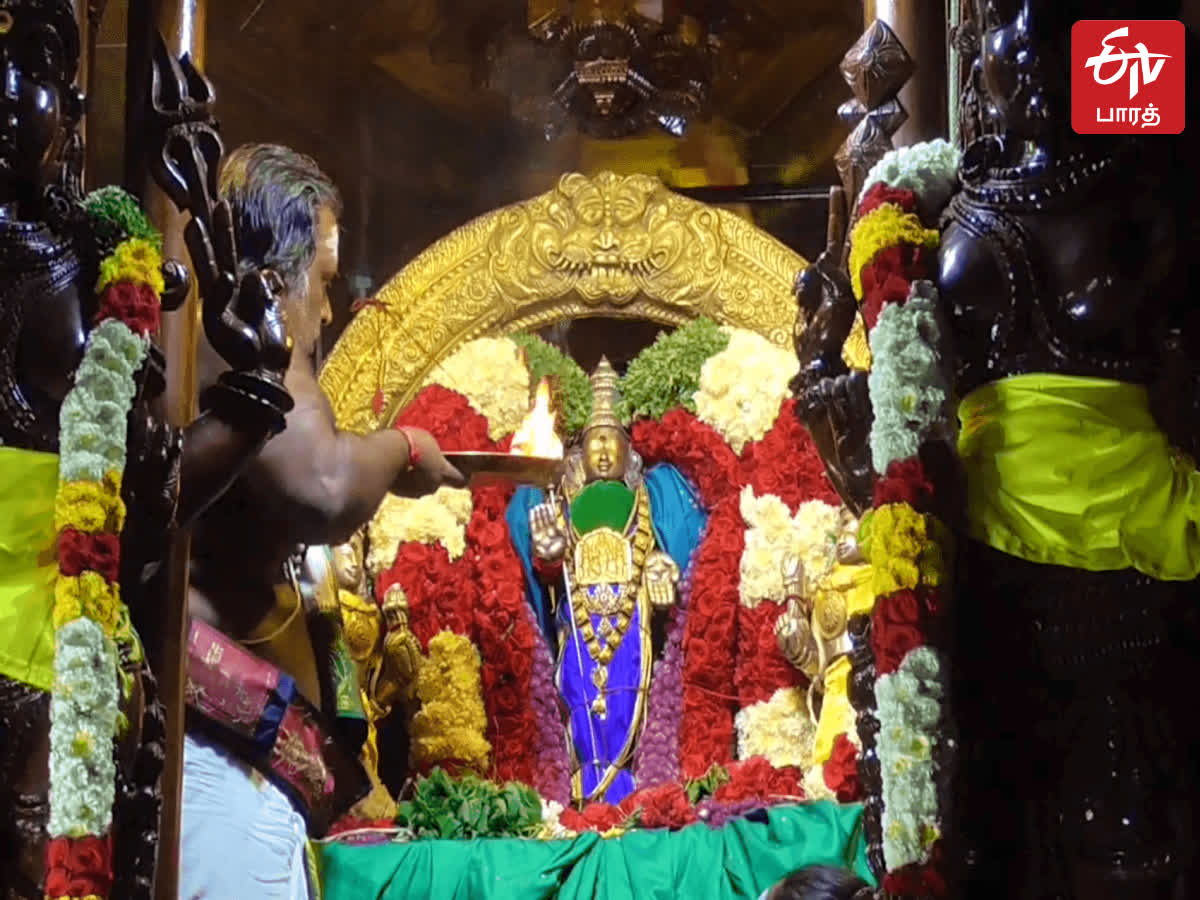 மாசி பெருவிழா: திருத்தணி சுப்பிரமணிய சுவாமி கோயில் தேர் பவனி!, masi peru vizha festival at thiruthani arulmigu subramaniya swamy temple