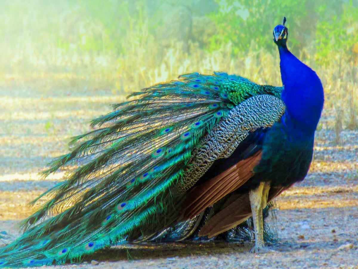 மதுரை அருகே சுமார் 30 மயில்களுக்கு விஷம் வைப்பட்டதா?   வனத்துறை தீவிர விசாரணை, more than 30 peacocks were found dead in madurai by the forest department