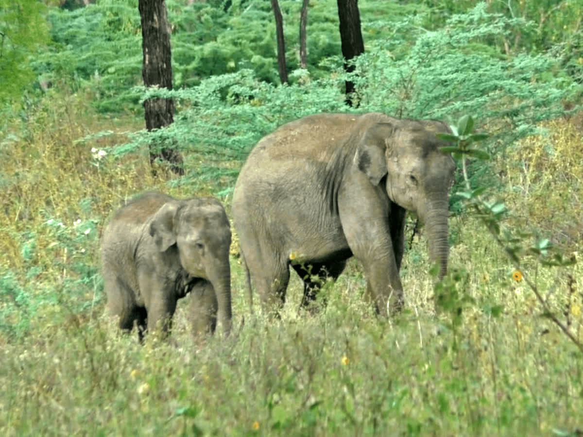 தருமபுரியில் தாயை இழந்து தவிக்கும் யானை குட்டிகள்.. வனத்துறை எடுத்துள்ள புதிய முயற்சி!, forest department in an attempt to add baby elephants to the crowd near dharmapuri