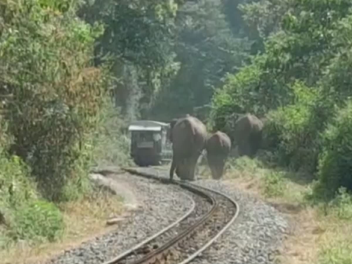 ஹேய் வண்டிய நிறுத்துப்பா..! மலை ரயிலை வழிமறித்த யானைகள்.. ரிவர்ஸில் ஓட்டிய ஓட்டுநர் வீடியோ!, three elephants blocked a ooty mountain train near rannimedu in nilgiri