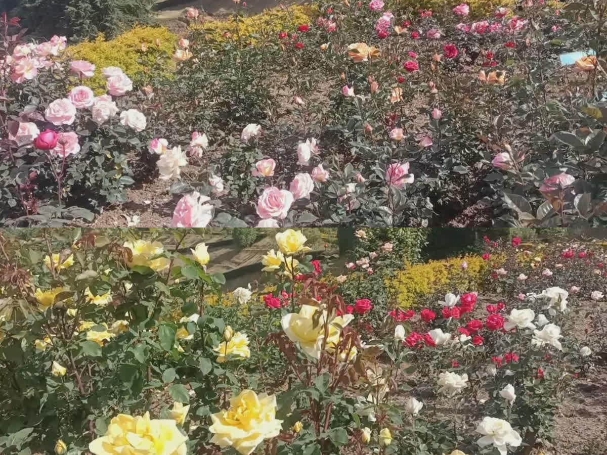 கோடை சீசனுக்கு தயாராகி வரும் ஊட்டி ரோஜா பூங்கா..!, ooty rose park getting ready for summer season