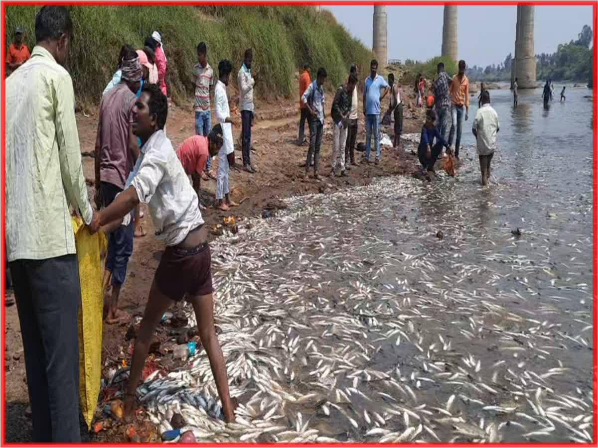 Fish Death Case Sangli
