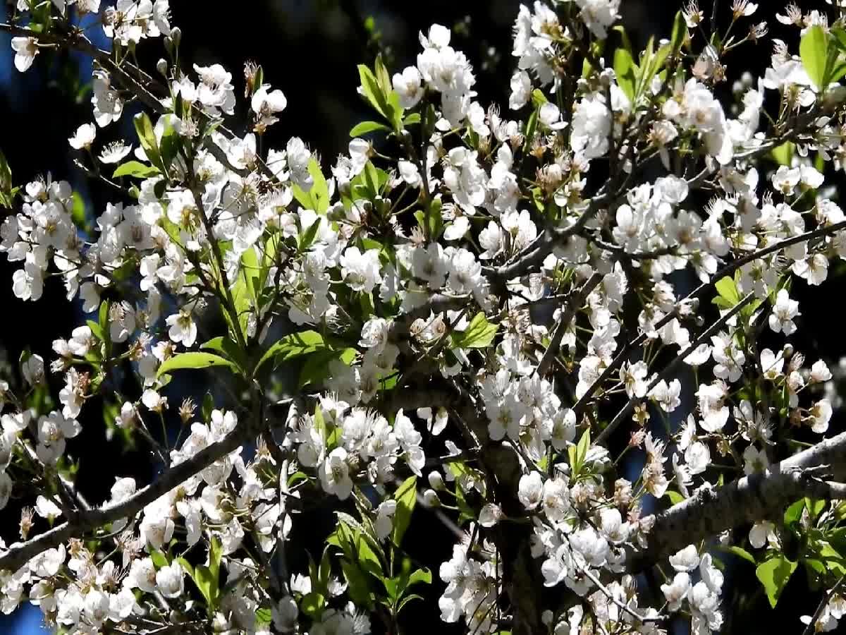 கொடைக்கானலில் பூத்துக் குலுங்கும் 'பிளம்ஸ்' அழகிய காட்சி!, plums trees are blooming in bunches in kodaikanal