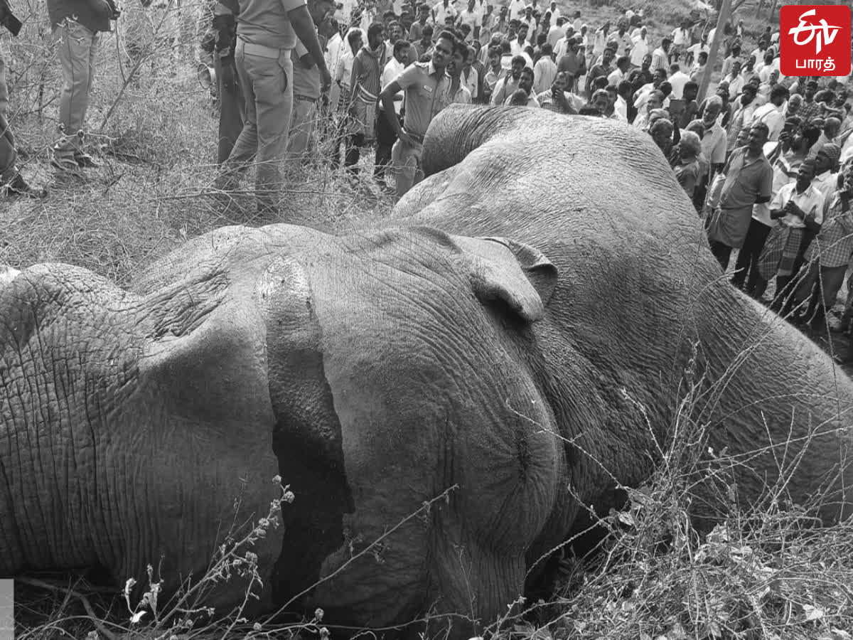 தருமபுரியில் மின்சாரம் தாக்கி மேலும் ஒரு யானை உயிரிழப்பு!, one more elephant electrocuted dead in dharmapuri district today