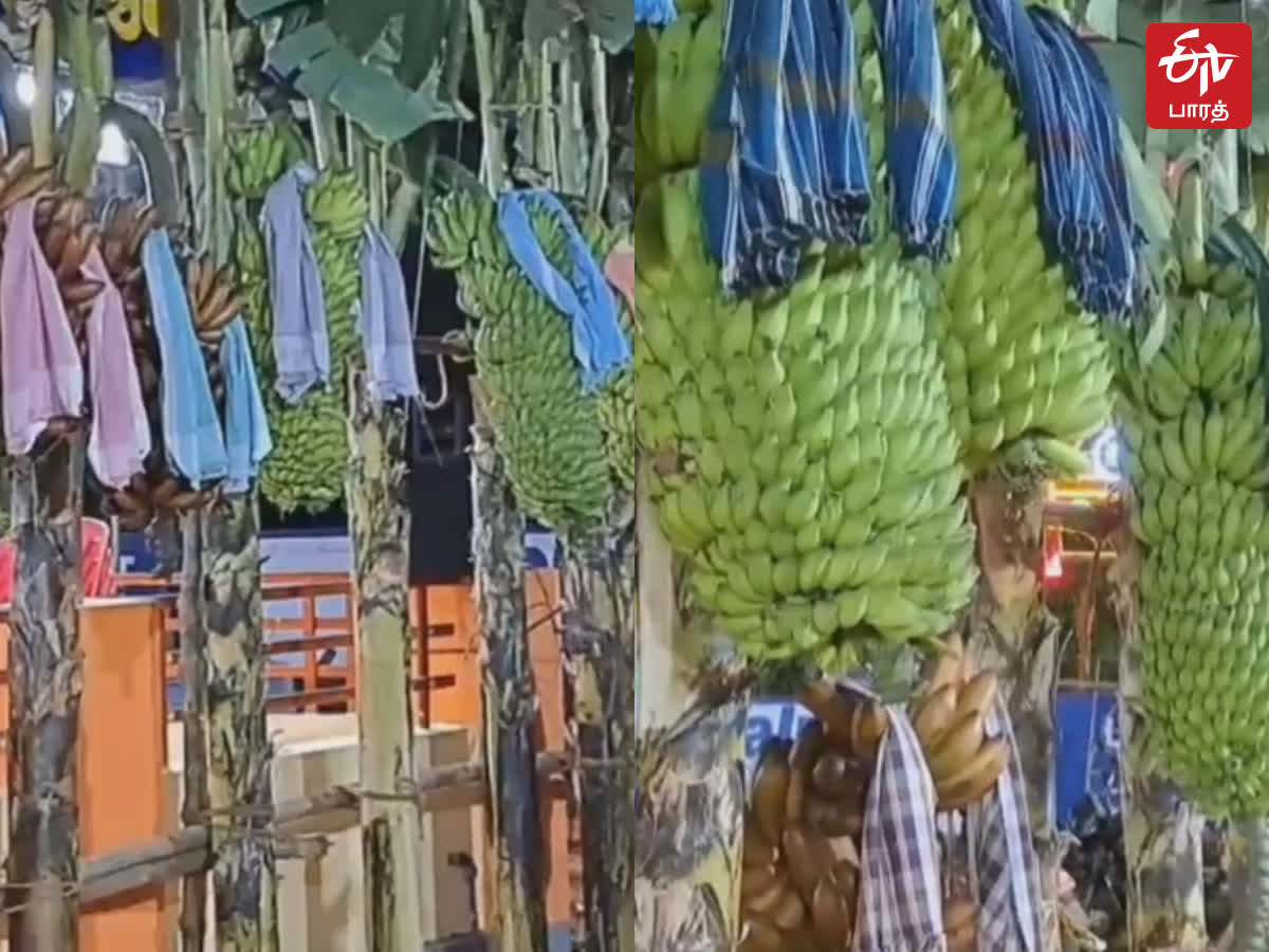 பலவேசக்காரர் சுவாமி கோவில் கொடை விழாவில் வாழைத்தார் போட்டி   4 கிராம் மோதிரம் பரிசளிப்பு!, palavesarkar swami temple gifting festival banana competition and gifted 4 gram gold ring