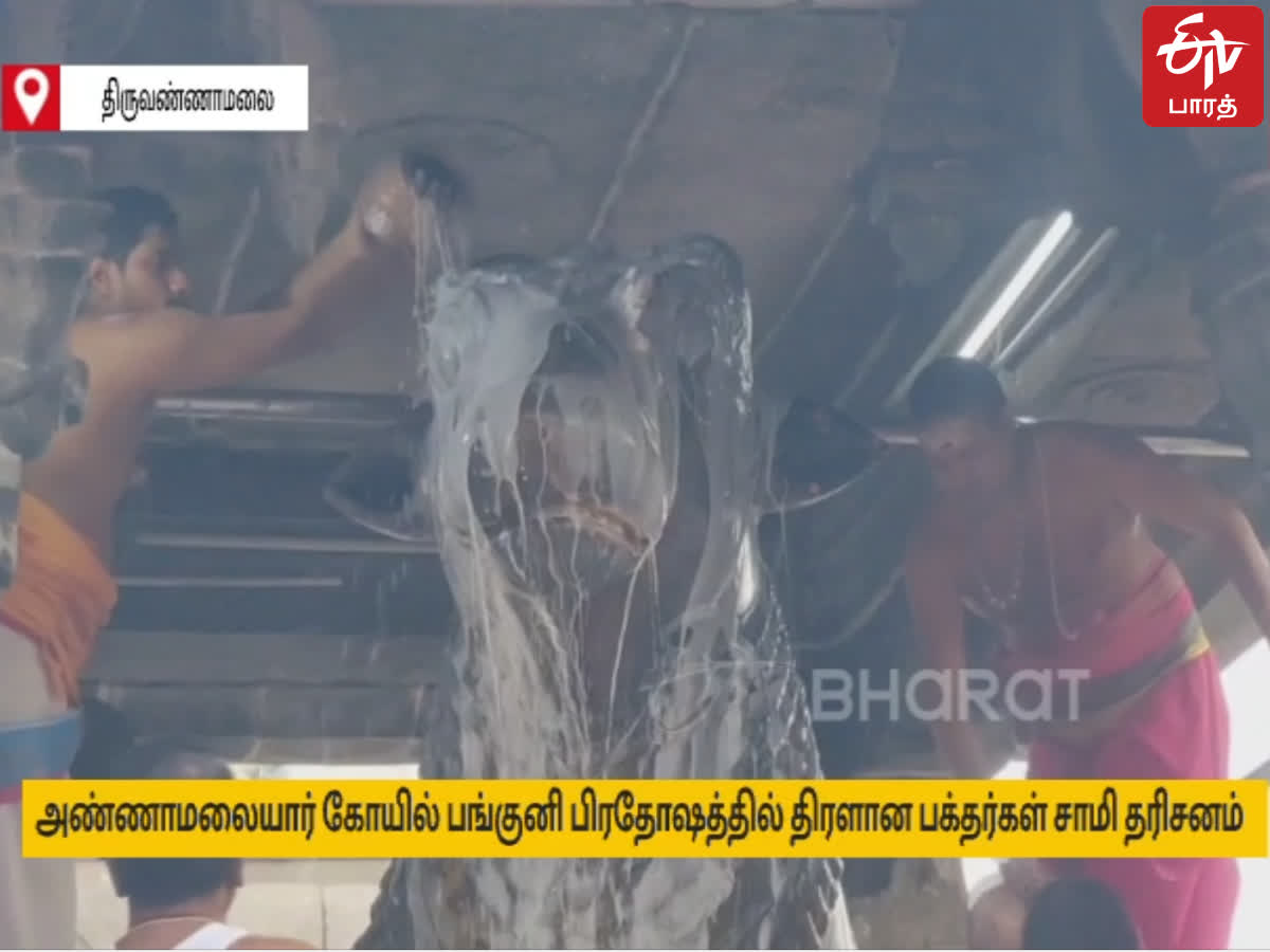 அண்ணாமலையார் கோவில் பங்குனி மாதம் பிரதோஷம்.. ஏராளமான பக்தர்கள் சாமி தரிசனம், devotees participated in panguni pradosham at tiruvannamalai annamalaiyar temple and had sami darshan