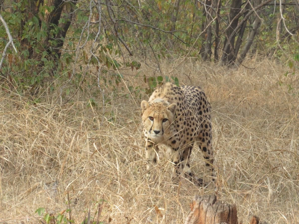 Namibian cheetahs released into wild