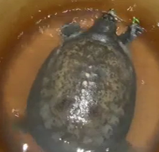 four-turtle-recover-operation-of-jaisagar-police