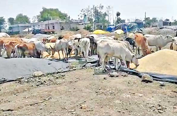 maize and corn farmers lost