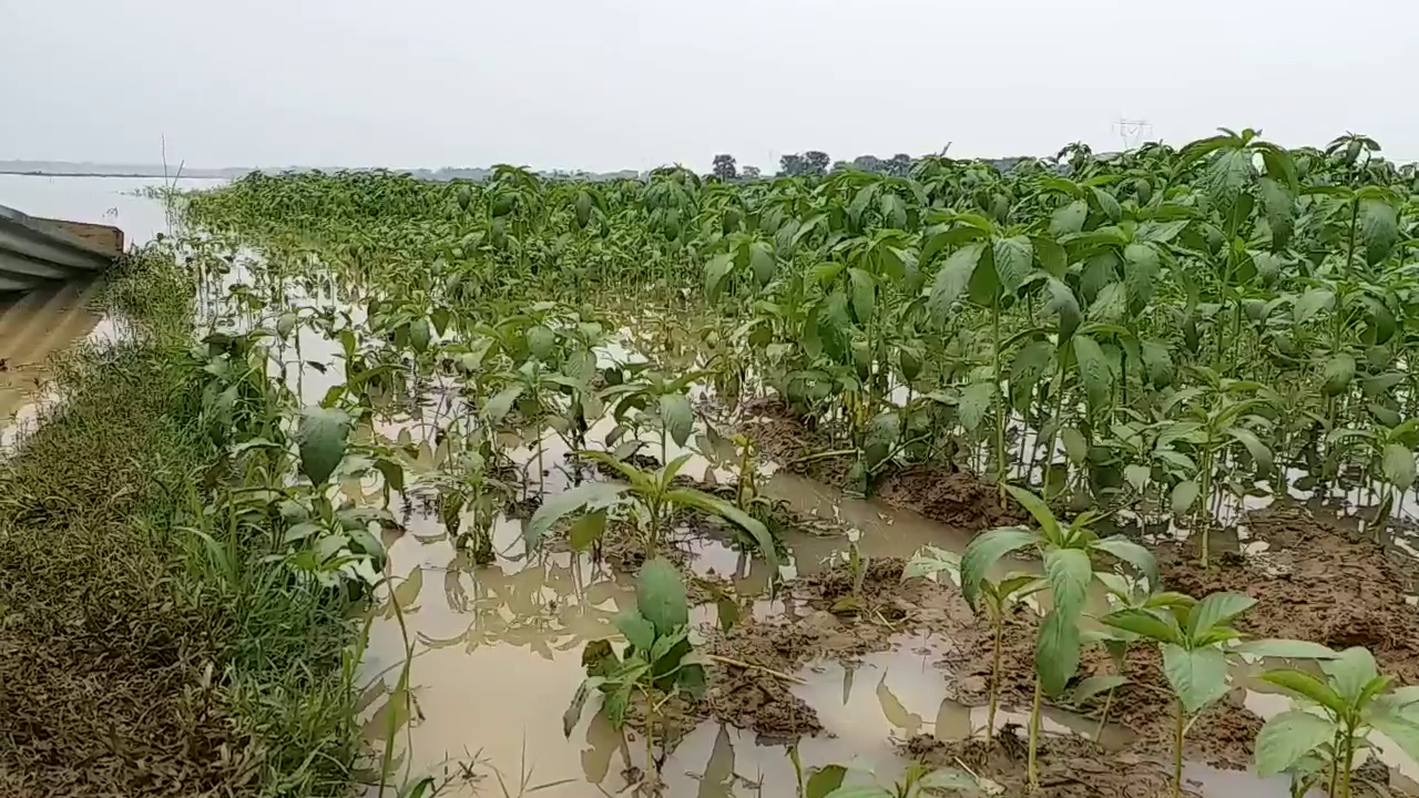 crop in 700 hectares completely ruined after Yaas cyclone in Pakur