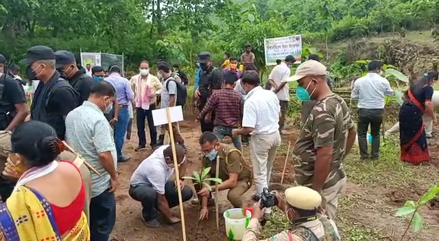 tapatjuri hills plantation by forest department