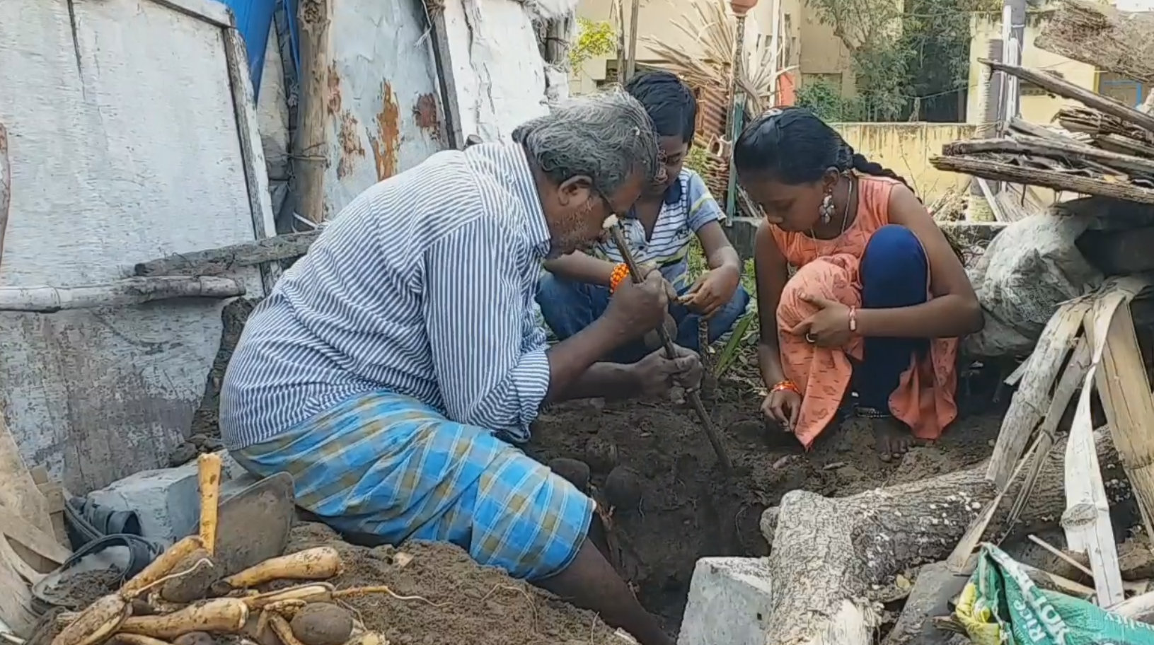 பனங்கிழங்கை தோண்டி எடுக்கும் முதியவர்