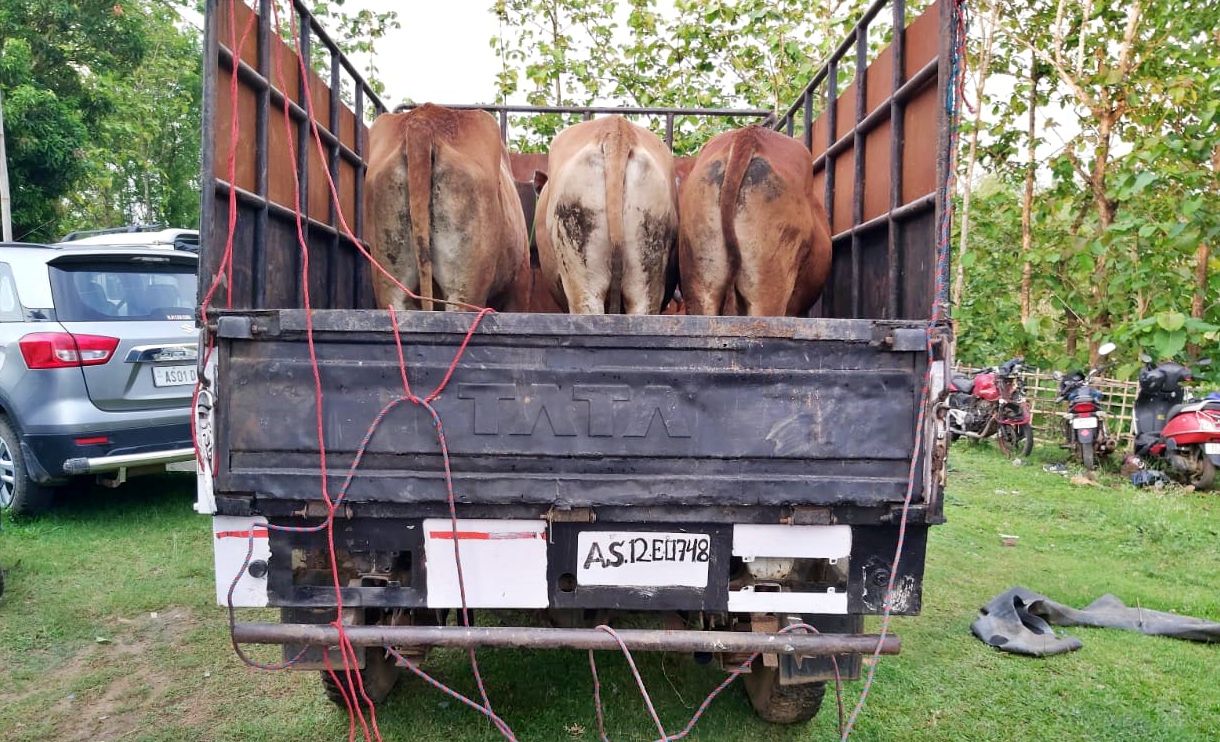 cow seized in dilai