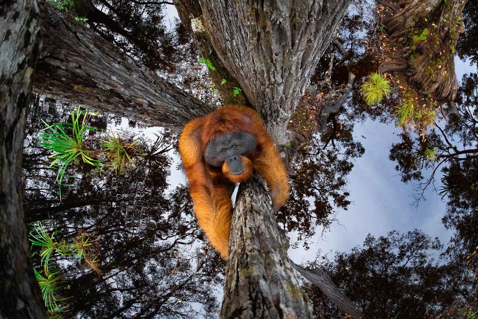 kerala mans photo of an orangutan clinging to a tree wins first prize