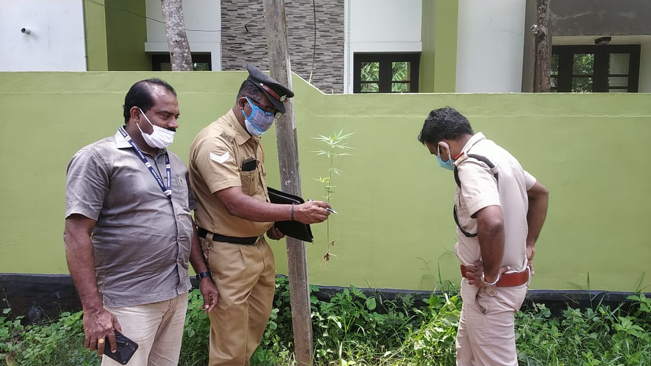 Cannabis plant found in road side