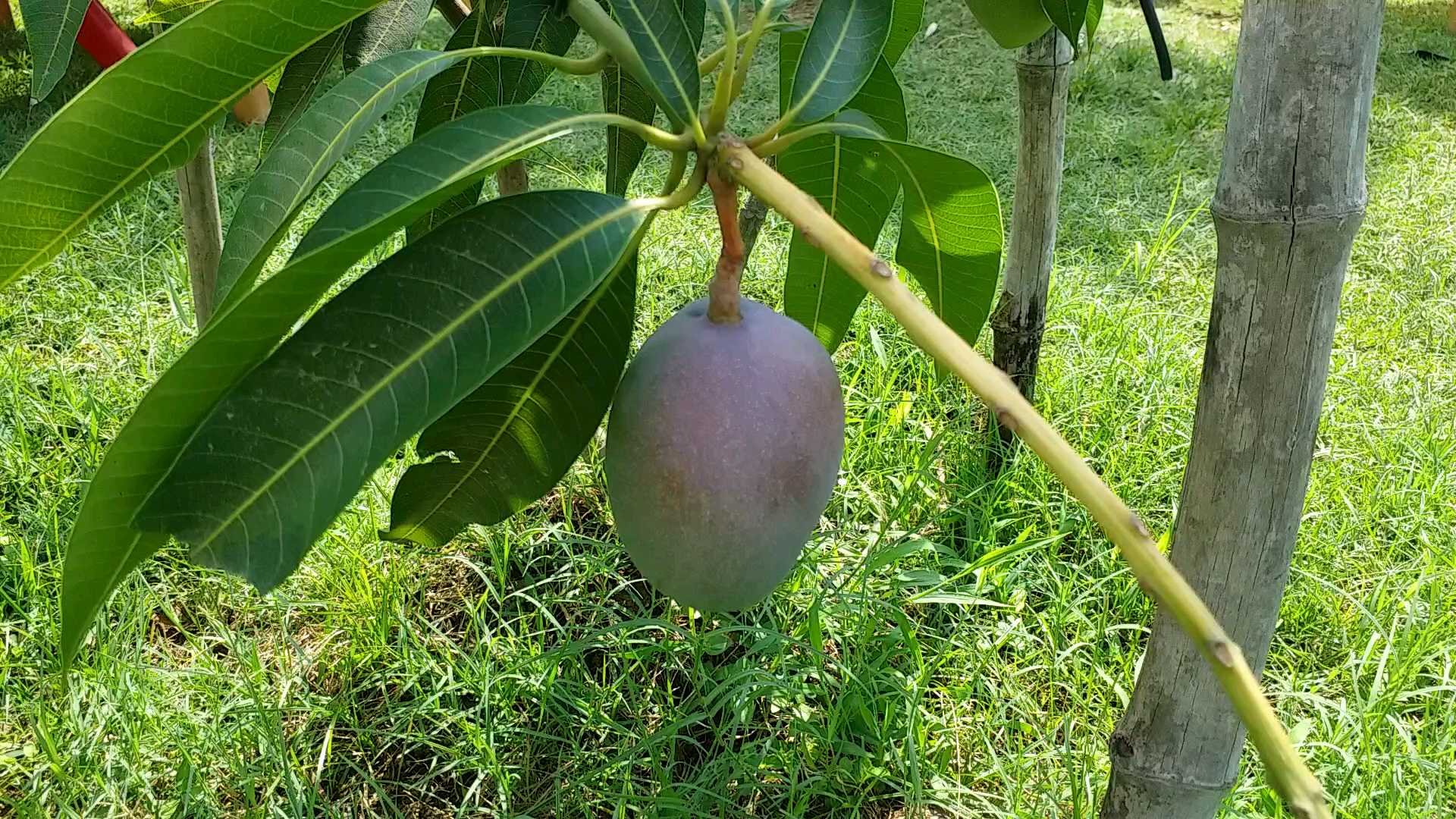 world most expensive mango, ప్రపంచంలోనే ఖరీదైన మ్యాంగో