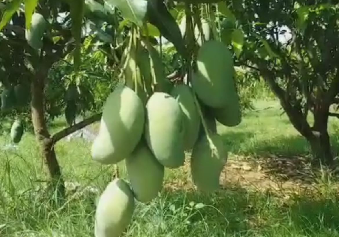 world most expensive mango, ప్రపంచంలోనే ఖరీదైన మ్యాంగో