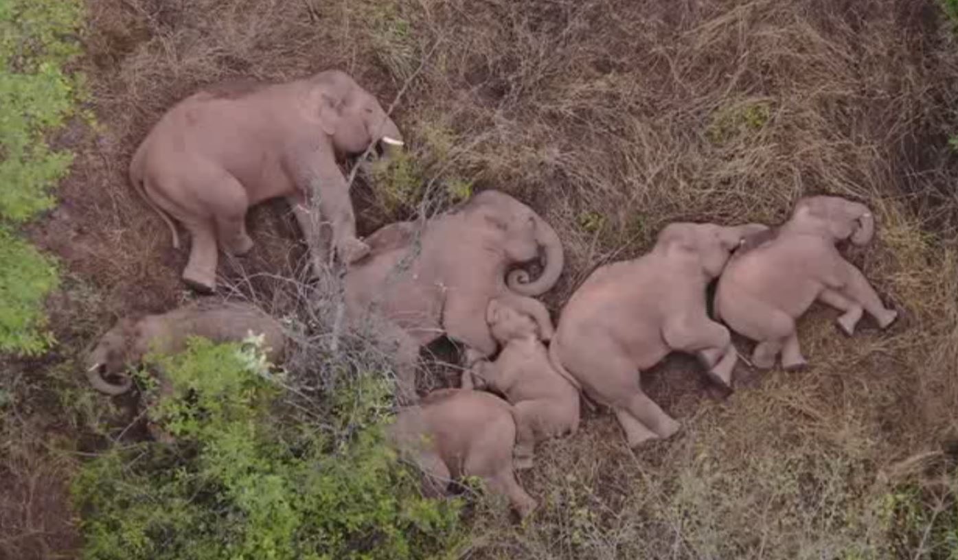 elephants walking in china, చైనాలో ఏనుగుల గుంపు