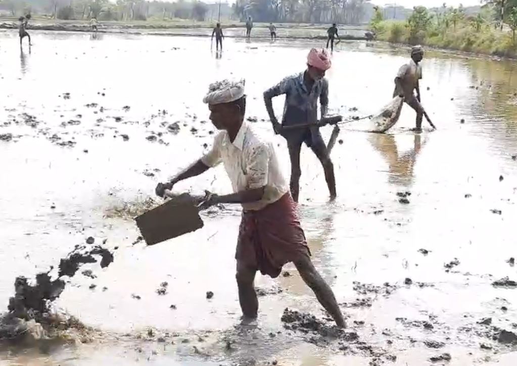 நடவு பணிகளில் விவசாயிகள் மும்முரம்