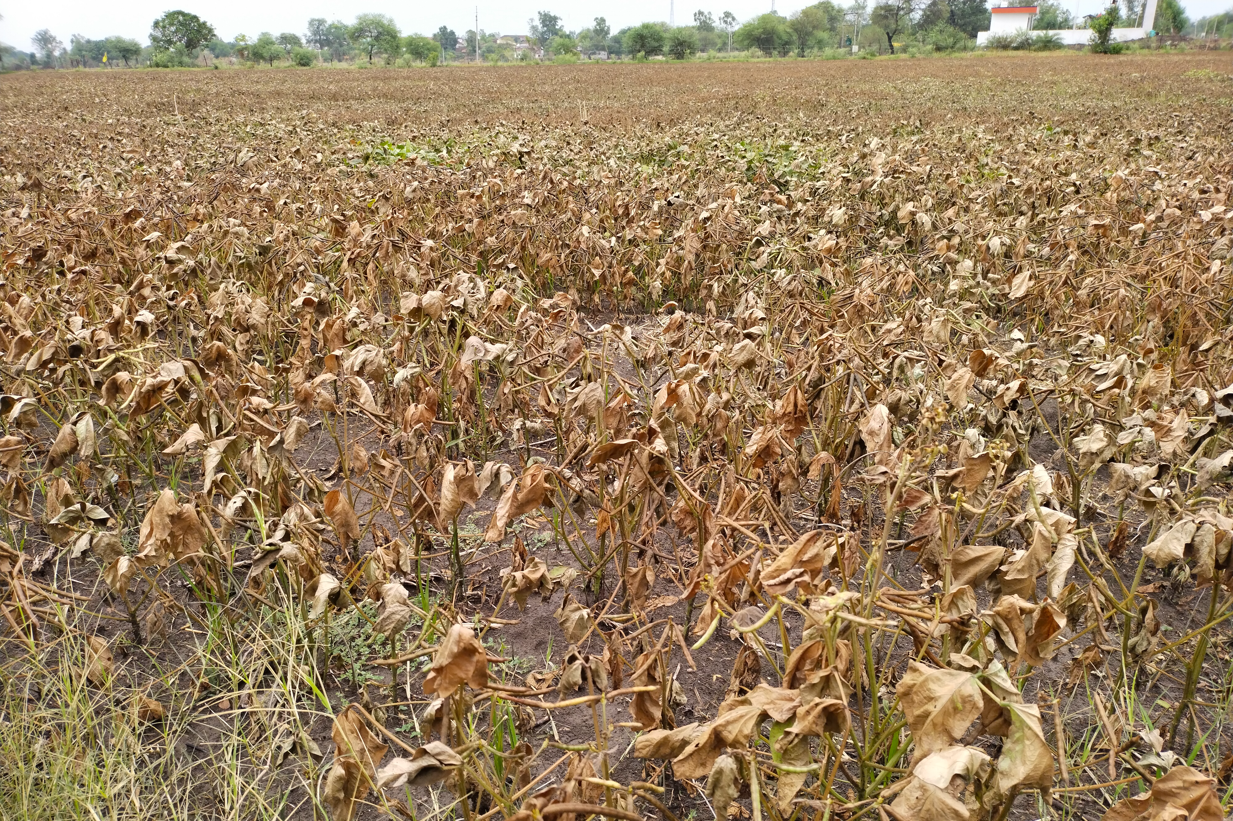 sudden-rainfall-upsets-farmers-over-moong-crop